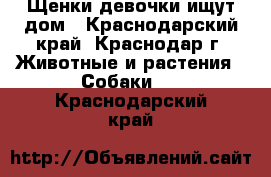 Щенки девочки ищут дом - Краснодарский край, Краснодар г. Животные и растения » Собаки   . Краснодарский край